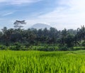 Garden with coconut palm trees. Landscape with green meadow, Bali, Indonesia. Tropical plants. Rice field landscape. The top of Royalty Free Stock Photo