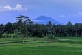 Garden with coconut palm trees. Landscape with green meadow, Bali, Indonesia. Tropical plants. Rice field landscape. The top of Royalty Free Stock Photo