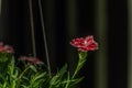 Garden color flower in pot in summer sunny day Royalty Free Stock Photo