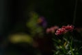 Garden color flower in pot in summer sunny day Royalty Free Stock Photo