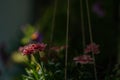 Garden color flower in pot in summer sunny day Royalty Free Stock Photo