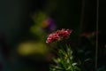 Garden color flower in pot in summer sunny day Royalty Free Stock Photo