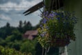 Garden color flower in pot in summer sunny day Royalty Free Stock Photo