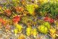 A garden of colorful bromeliads