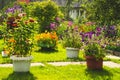 Garden with colorful flowers in flower pots