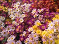 Garden of colorful Mums flowers