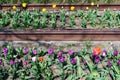 Colorful Rows of Tulips during Spring by Old Railroad Tracks at Gantry Plaza State Park in Long Island City Queens