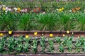 Colorful Rows of Tulips during Spring by Old Railroad Tracks at Gantry Plaza State Park in Long Island City Queens