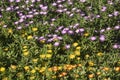 Garden of colourful flowers of delosperma nubigenum or ice plants Royalty Free Stock Photo