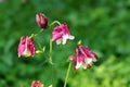 Garden columbine