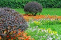 Garden composition, bush and flower cluster