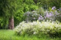 Garden composition of spirea and lilac