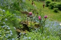 A garden composition of spring flowers.