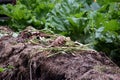 Garden compost Royalty Free Stock Photo