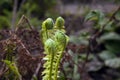 Garden corner in early spring Twisted fern sprouts surrounded Royalty Free Stock Photo