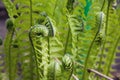 Garden corner in early spring Twisted fern sprouts surrounded Royalty Free Stock Photo