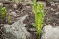 Garden corner in early spring Twisted fern sprouts surrounded Royalty Free Stock Photo