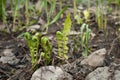 Garden corner in early spring Twisted fern sprouts surrounded Royalty Free Stock Photo