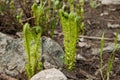 Garden corner in early spring Twisted fern sprouts Royalty Free Stock Photo