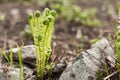 Garden corner in early spring Twisted fern sprouts Royalty Free Stock Photo