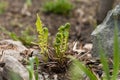 Garden corner in early spring Twisted fern sprouts Royalty Free Stock Photo