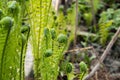 Garden corner in early spring Twisted fern sprouts surrounded Royalty Free Stock Photo