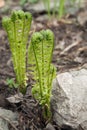 Garden corner in early spring Twisted fern sprouts surrounded Royalty Free Stock Photo