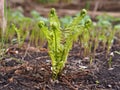 Garden corner in early spring. Twisted sprouts of ferns, lilies of the valley and strawberries Royalty Free Stock Photo