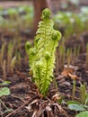 Garden corner in early spring. Twisted sprouts of ferns, lilies of the valley and strawberries Royalty Free Stock Photo