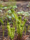 Garden corner in early spring. Twisted sprouts of ferns, lilies of the valley and strawberries Royalty Free Stock Photo