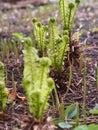 Garden corner in early spring. Twisted sprouts of ferns, lilies of the valley and strawberries Royalty Free Stock Photo