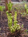 Garden corner in early spring. Twisted sprouts of ferns, lilies of the valley and strawberries Royalty Free Stock Photo