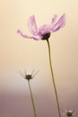 Garden cosmos