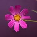 Garden Cosmos