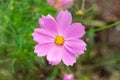 Garden cosmos Cosmos bipinnatus pink flower closeup - Davie, Florida, USA Royalty Free Stock Photo