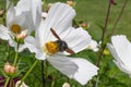 Garden Cosmos bipinnatus Sonata White, flower with carpenter bee Xylocopa violacea Royalty Free Stock Photo