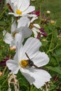 Garden Cosmos bipinnatus Sonata White, flowers with carpenter bee Xylocopa violacea Royalty Free Stock Photo