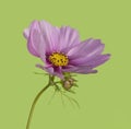 Garden cosmos (Cosmos bipinnatus)