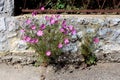 Garden cosmos or Cosmos bipinnatus plant with blooming bright pink flowers with pointy leaves growing from crack in concrete Royalty Free Stock Photo