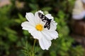 Garden cosmos or Cosmos bipinnatus or Mexican aster white flower with tiger moth insect