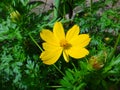 Garden cosmos flower