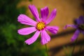 Garden Cosmos Flower Potrait Pink Rose Royalty Free Stock Photo