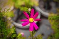 Garden Cosmos Flower Potrait Pink Rose Royalty Free Stock Photo