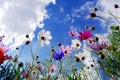 Garden cosmos flowers