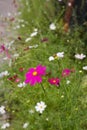 Garden cosmos flowers