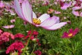 Garden cosmos Mexican Aster and many differnt flowers in Hong Kong