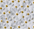 Garden Cosmos White Pattern Royalty Free Stock Photo