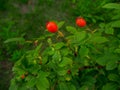 Garden, country and forest plants in summer