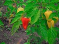 Garden, country and forest plants in summer