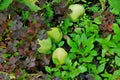 Green apples on the ground. Russia.